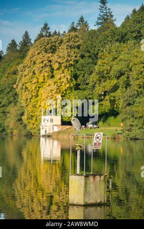 Les couleurs de l'automne commencent à apparaître au lac Shearwater, à Warminster, dans le Wiltshire Banque D'Images