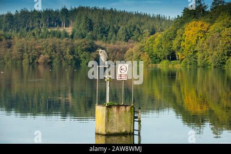 Les couleurs de l'automne commencent à apparaître au lac Shearwater, à Warminster, dans le Wiltshire Banque D'Images