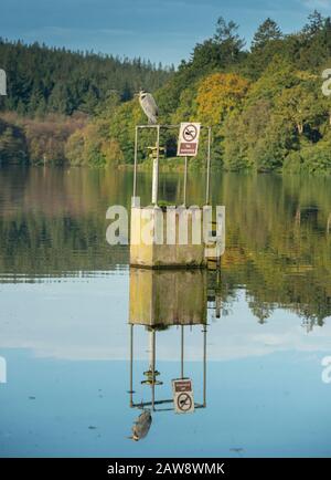 Les couleurs de l'automne commencent à apparaître au lac Shearwater, à Warminster, dans le Wiltshire Banque D'Images