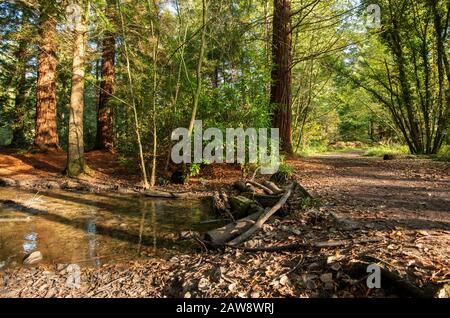 Les couleurs de l'automne commencent à apparaître au lac Shearwater, à Warminster, dans le Wiltshire Banque D'Images