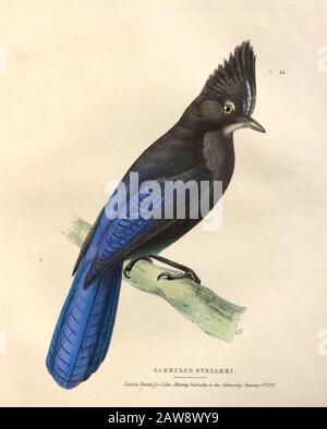 La plaque de couleur Jay Garrulus Steleri de Steller des oiseaux nord-américains de faune boreali-americana; ou, la zoologie des parties nord de L'Ame britannique Banque D'Images