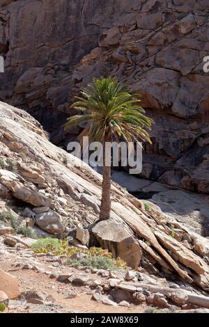 Palmier à Barranco de las Peñitas, Vega de Río Palmas, Fuerteventura, îles Canaries Banque D'Images