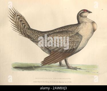 Le grand mérou (Centrocercus urophasianus), aussi connu sous le nom de plaque de couleur de sagehen des oiseaux nord-américains de faune boreali-americana; ou, le z Banque D'Images