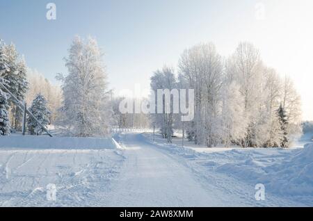 Route enneigée à travers la forêt d'hiver. Beaux arbres dans le givre blanc Banque D'Images