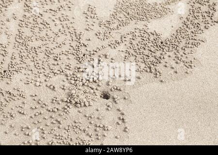 Balles de sable près d'un trou fait de crabe à pétillant de sable, gros plan Banque D'Images