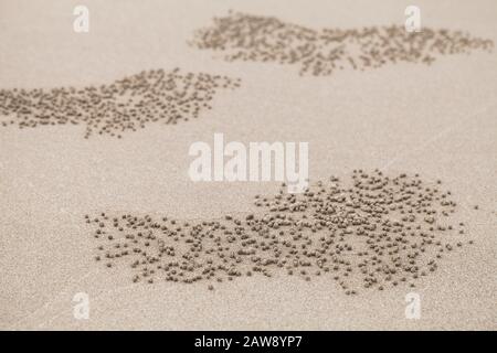 Motifs de petites boules de sable faites par des crabes de bubbler de sable, photo de fond naturelle abstraite Banque D'Images