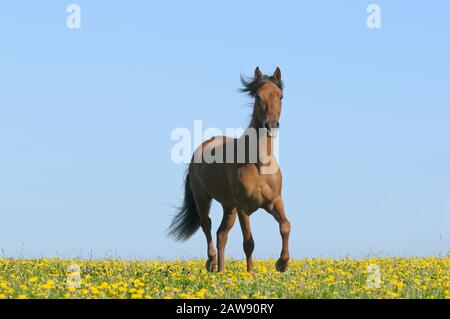 Cheval Paso Fino dans une prairie de fleurs Banque D'Images