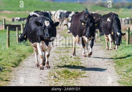 Troupeau de vaches laitières marchant sur un chemin à travers des prairies d'herbe en Irlande rurale Banque D'Images