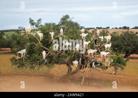 Chèvres dans un arbre à huile d'Argan au Maroc, Afrique Banque D'Images