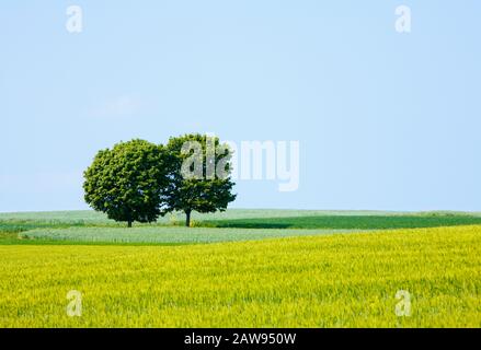 Deux arbres dans un champ de cultures mûres Banque D'Images