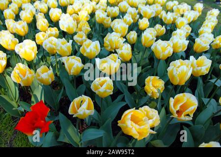 Tulipes jaunes et fleurs rouges en Europe Banque D'Images