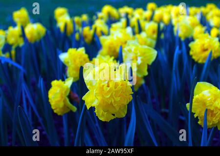 Les fleurs jaunes en Europe Banque D'Images