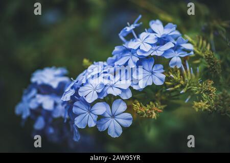 Fleurs bleues du cap Leadwort également connu sous le nom de Blue Plumbago ou Plumbago Auriculata Banque D'Images