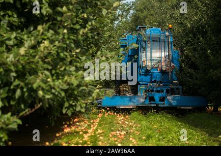 Cider Thatchers pendant la récolte de la pomme Banque D'Images