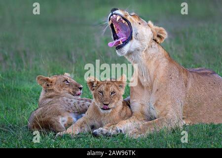 Lioness et petits à Maasai Mara, Kenya, Afrique Banque D'Images