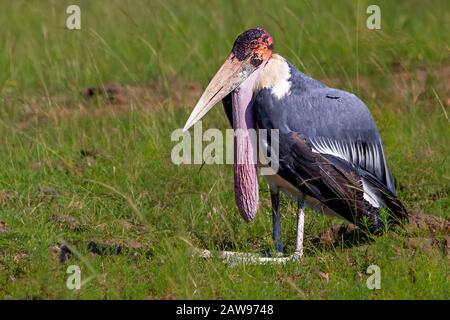 Marabou stork à Maasai Mara, Kenya, Afrique Banque D'Images