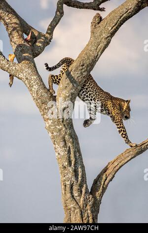 Léopard descendant dans l'arbre à Masai Mara, Kenya, Afrique Banque D'Images