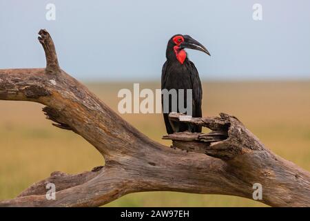 Hornbill du sud sur un tronc d'arbre mort Banque D'Images