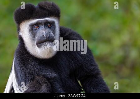 Singe Colobus noir et blanc au Kenya, en Afrique Banque D'Images