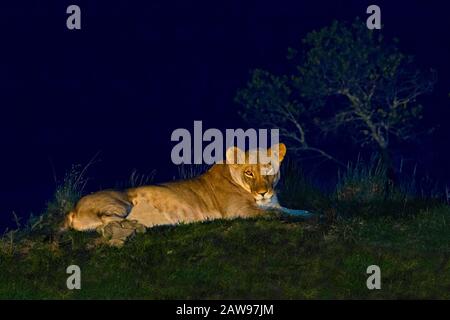 Lioness la nuit, dans les eaux de Sweetwater, au Kenya, en Afrique Banque D'Images