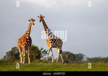 Girafes réticulés au Kenya, en Afrique Banque D'Images