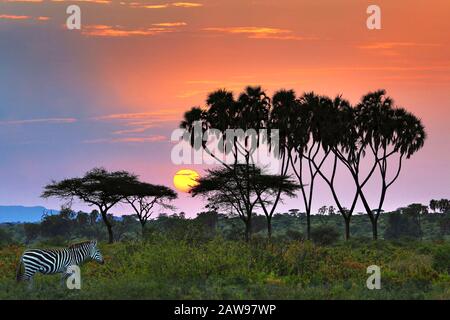 Lever Du Soleil À Samburu, Kenya, Afrique. Banque D'Images