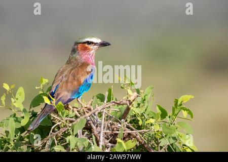 Rouleau croisé lilas à Samburu, Kenya, Afrique Banque D'Images