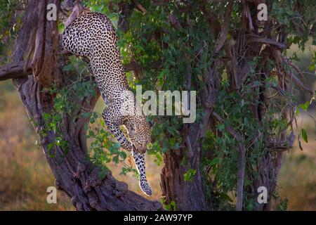 Leopard descendre l'arbre à Samburu, Kenya, Afrique. Banque D'Images