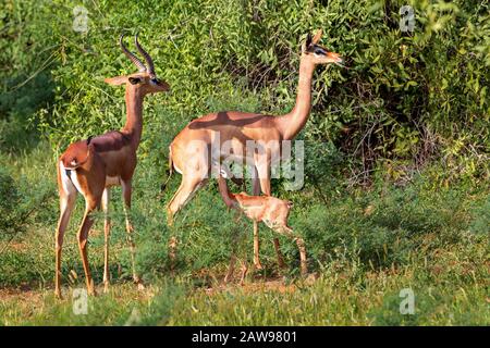 Soins gerenuk pour hommes, femmes et bébés à Samburu, Kenya, Afrique Banque D'Images