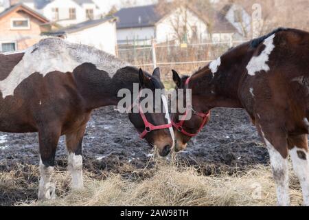 Deux chevaux piéchaudes mangeant du foin dans des enclos, à l'arrière-plan de maisons floues. Amour équin dans la nature de chevaux jumeaux. Banque D'Images