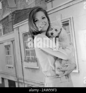 Diana Rigg, britische Schauspielrin, bekannt aus der Fernsehserie 'it Schirm, charme und Melone', à Hambourg; Deutschland um 1966. L'actrice britannique Diana Rigg, connue de la série télévisée "Les Avengers", à Hambourg, en Allemagne vers 1966. Banque D'Images