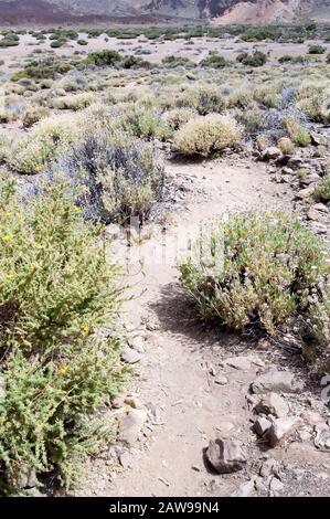 Rochers, brindilles et Teide Flora dans le Parc National Teide, Teneride, îles Canaries, Espagne. Banque D'Images