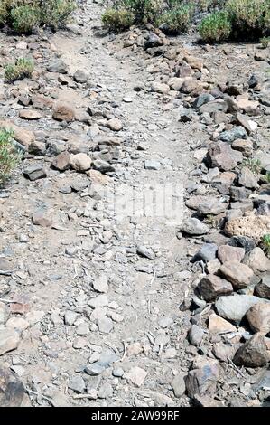 Rochers, brindilles et Teide Flora dans le Parc National Teide, Teneride, îles Canaries, Espagne. Banque D'Images