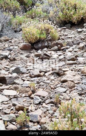 Rochers, brindilles et Teide Flora dans le Parc National Teide, Teneride, îles Canaries, Espagne. Banque D'Images