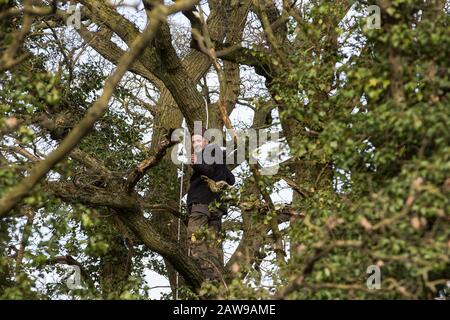 Harefield, Royaume-Uni. 7 Février 2020. L'un des trois militants environnementaux de la rébellion de l'extinction occupant un arbre vétéran en chêne près du camp de protection de la faune de la route Harvil afin d'essayer de le protéger contre l'abattage. On s'attend à ce que le HS2 essaie de faire tomber un grand nombre d'arbres matures dans les environs immédiats dans les jours à venir dans le cadre des travaux pour la liaison ferroviaire à grande vitesse qui attend encore l'approbation de Boris Johnson. Crédit: Mark Kerrison/Alay Live News Banque D'Images