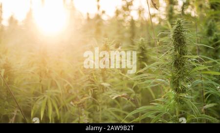 Les plants de marijuana à l'extérieur sur le terrain de la ferme. Les plantes de chanvre utilisé pour la CDB et de la santé Banque D'Images