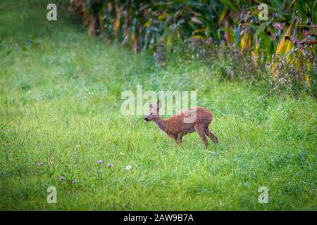 Cerf ROE mangeant de l'herbe Banque D'Images