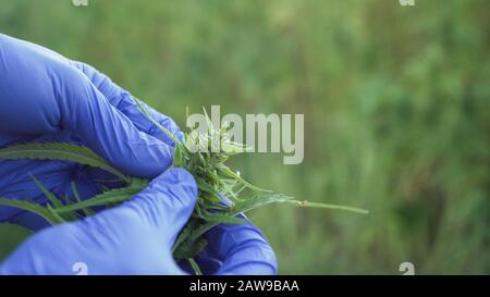 gros plan sur les feuilles de cannabis et le bourgeon narcotique à contrôler à la main humaine portant des gants médicinaux. Banque D'Images