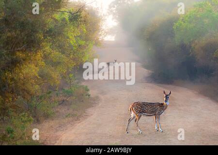 Cerf À Pois Dans Le Parc National De Yala, Sri Lanka Banque D'Images