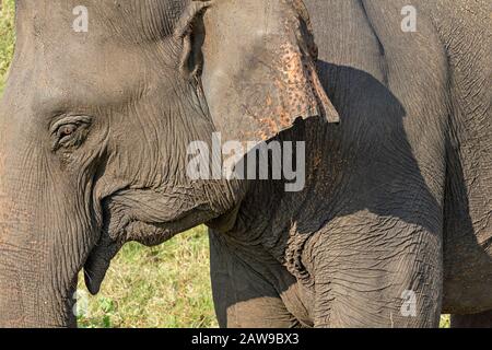 Éléphant d'Asie à Minneriya, Sri Lanka Banque D'Images