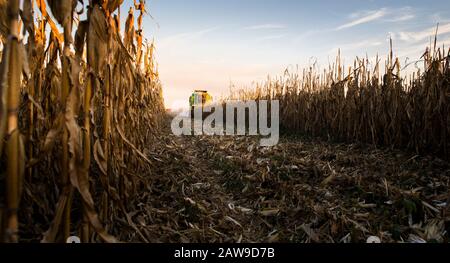 La récolte du maïs de la moissonneuse-batteuse sur le champ dans le coucher du soleil. Banque D'Images