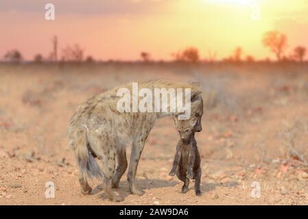 Hyena pup, bébé hyena dans le désert Banque D'Images