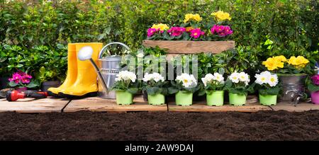 Ensemble D'Outils De Jardinage Et Fleurs Dans Sunny Garden Banque D'Images