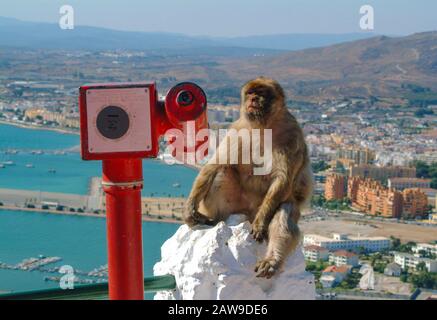 Un singe barbaire prend une pause à la détente des singes à Gibraltar, par la zone de regard de la haute rick Banque D'Images