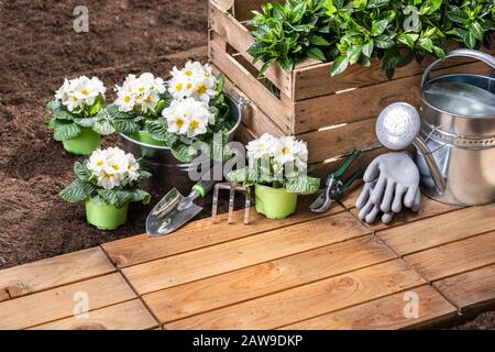 Outils De Jardinage Et Fleurs Prêts À Être Plantés Banque D'Images