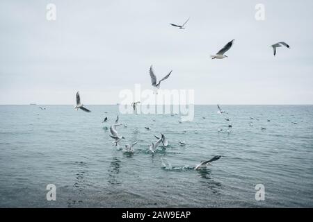 Le troupeau de goélands se nourrit de mer le jour nuageux de l'hiver. Banque D'Images