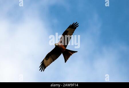 Un oiseau rouge Kite cherche des thermos près de Henley-on-Thames. Photo PA. Date De L'Image: Vendredi 7 Février 2020. Crédit photo devrait lire: Steve Parsons/PA Fil Banque D'Images