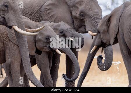 Troupeau d'éléphants dans la nature sauvage de l'Afrique Banque D'Images