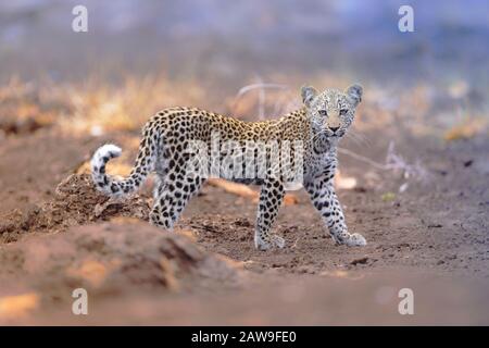 Portrait de Leopard cub dans le désert de l'Afrique Banque D'Images