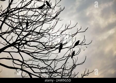 Guwahati, Assam, Inde. 7 février 2020. Oiseaux assis sur une branche saisonnière d'arbres sans feuilles de l'hiver, en journée nuageux, à Guwahati. Crédit: David Talukdar/Zuma Wire/Alay Live News Banque D'Images